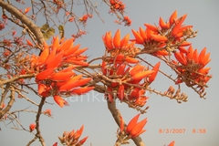 Erythrina suberosa